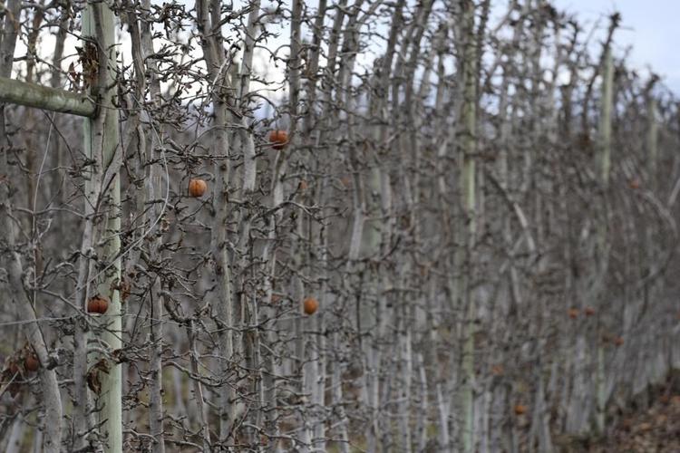 Orchard expansion in Canada's wine country stirs fears a key wildlife corridor will be harmed