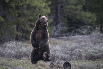 New approach to Rocky Mountain grizzlies sought ahead of the second Trump presidency