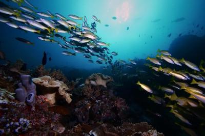 Fish sounds could help scientists understand their ocean world