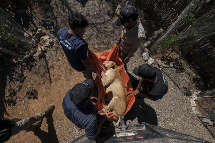 AP PHOTOS: Tigers, jaguars and elephants are the latest to flee Mexico’s cartel violence