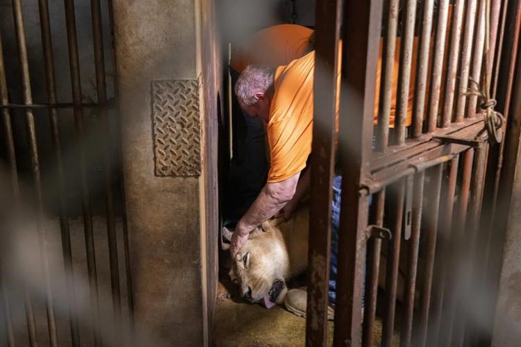 Lions, a bear and a camel say goodbye to Puerto Rico's zoo
