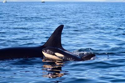Christmas baby for endangered southern resident killer whales