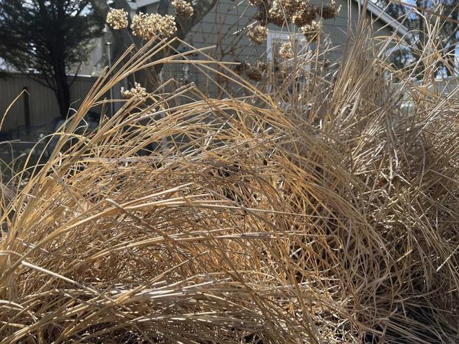 Itching to start spring garden cleanup? Not so fast!