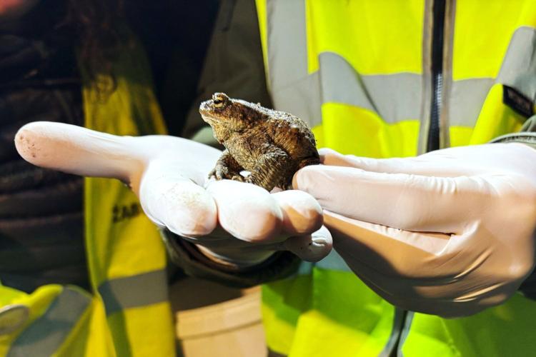 Citizen 'Frog Patrol' helps amphibians survive a dangerous road journey in Poland