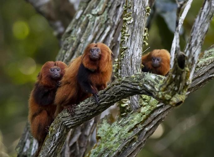 Once nearing extinction, Brazil's golden monkeys have rebounded from yellow fever, scientists say