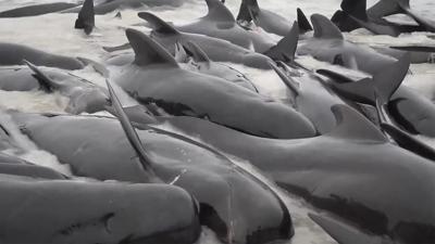 Last of nearly 100 pilot whales that beached on Australia's coast are euthanized after rescue fails