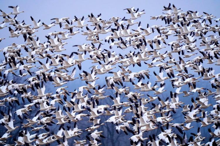 Snow geese take off for the Arctic in mesmerizing sunrise display