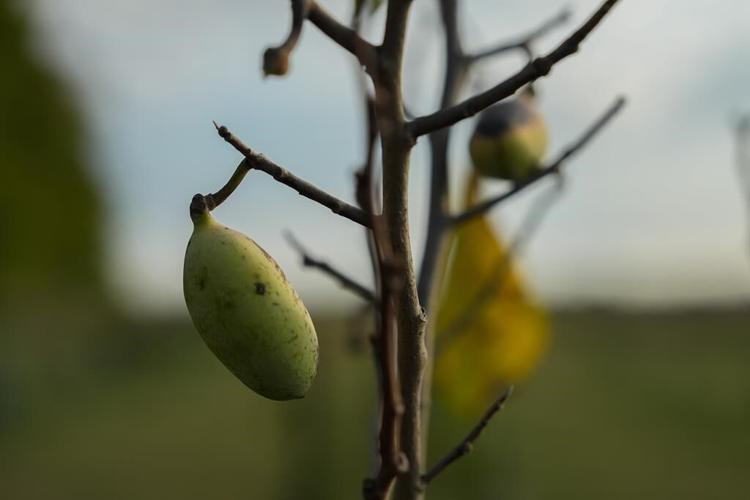 In Ohio, drought and shifting weather patterns affect North America's largest native fruit