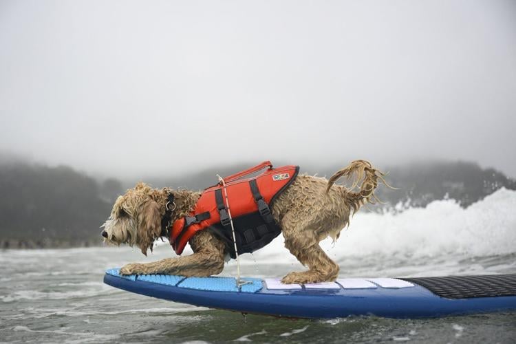Photos of surfing dogs hanging ten in annual competition