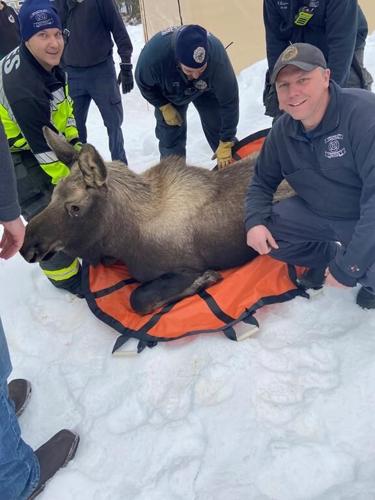 Alaska firefighters help rescue a moose trapped in a home