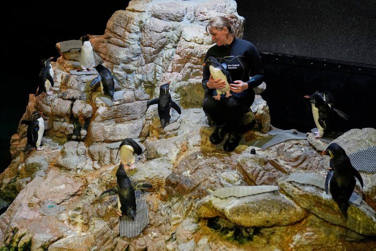 Much like a nursing home, penguins at a Boston aquarium can age with dignity