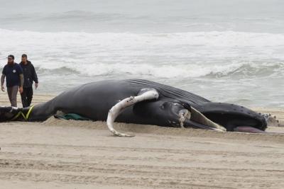 Panel: Climate change, not wind prep, is threat to whales