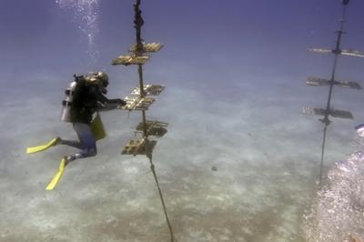 Une étude démontre que les vagues de chaleur marine n'ont pas affecté les poissons