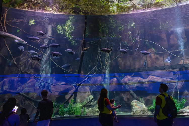 AquaFoz Offers a New Perspective on Iguassu Through Its Aquatic Biodiversity
