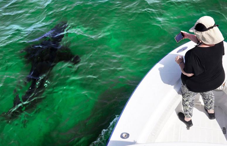 Shark attack on Alabama teen inspires the start of a national alert system