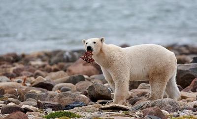 For threatened polar bears, the climate change diet is a losing proposition