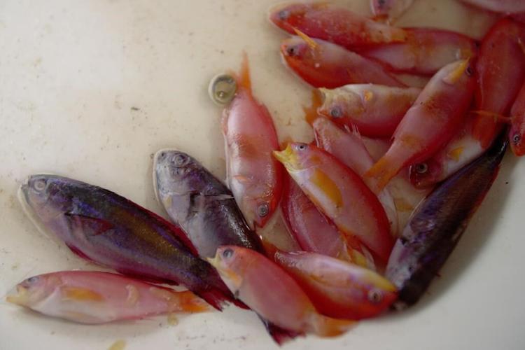 Sparkling fish, murky methods: the global aquarium trade