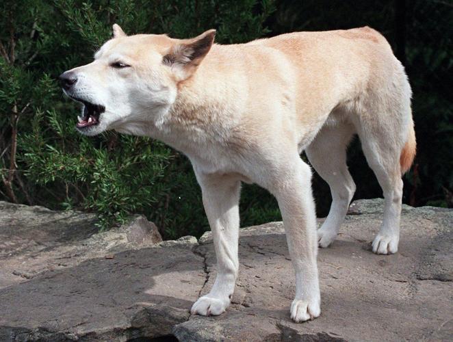 CP NewsAlert: Australia to cull dingoes that circled ��ɫtv woman's body on beach