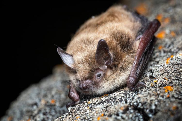 B.C. bats 'do not know the border' — and Trump funding cuts may put them in peril