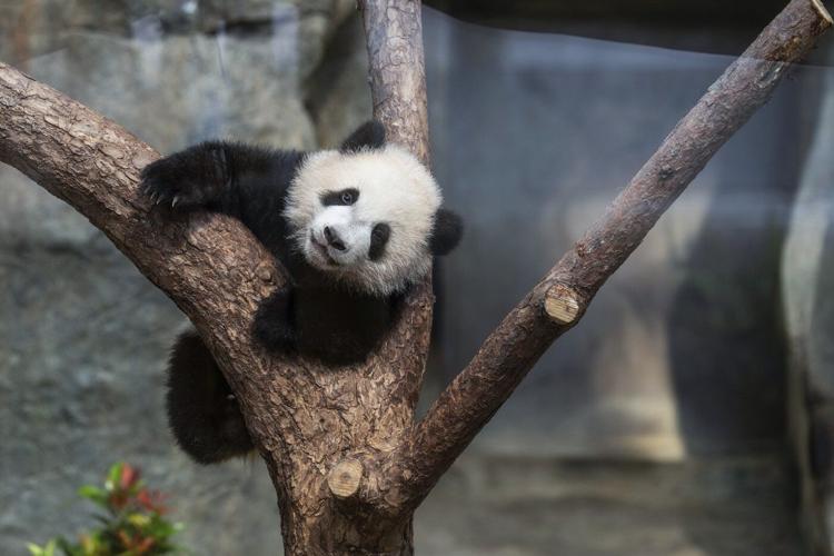 Hong Kong residents compete to name twin panda cubs who just turned 6 months old