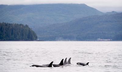 Environmentalists claim 'setback' for species protection in B.C. port expansion case
