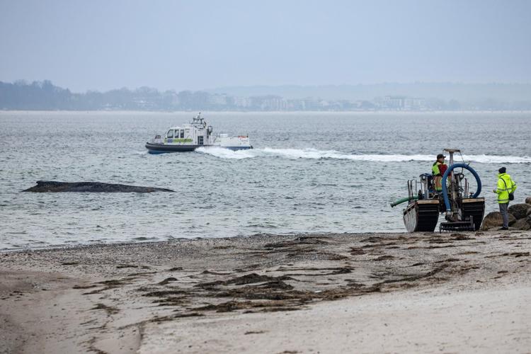 A whale stranded at a Baltic Sea resort has swum off a sandbank. But it isn't safe yet