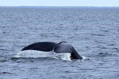 Des équipes de sauvetage espèrent démêler une baleine noire empêtrée dans le fleuve