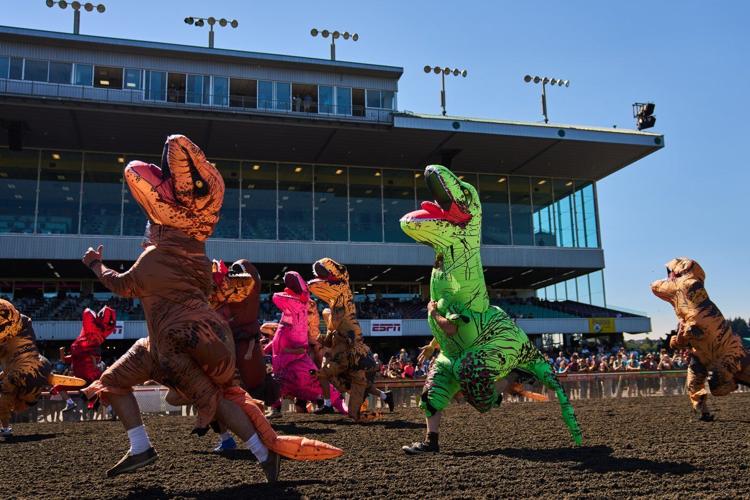 Inflatable dinosaurs race at Emerald Downs, in photos