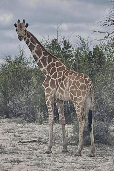 Gracie the Giraffe, who went missing after wandering off a Texas ranch, is finally found