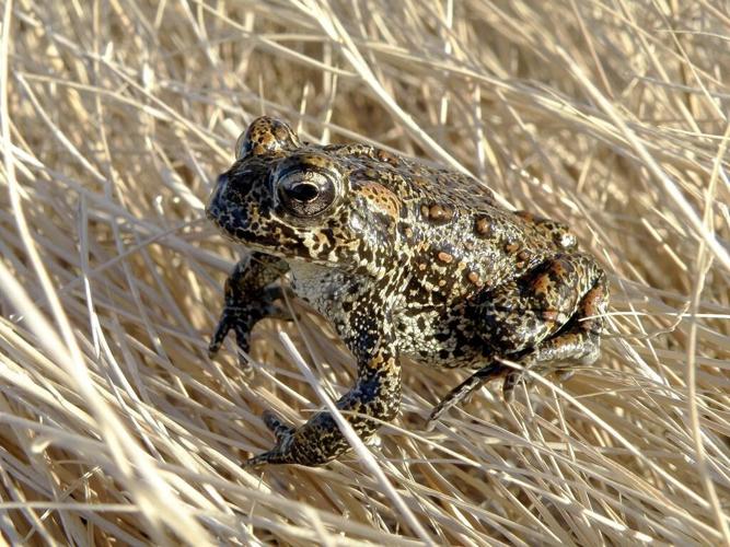 Geothermal developer wants to delist endangered Nevada toad