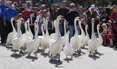 'There's no sign of them': Five iconic Stratford, Ont., swans go missing