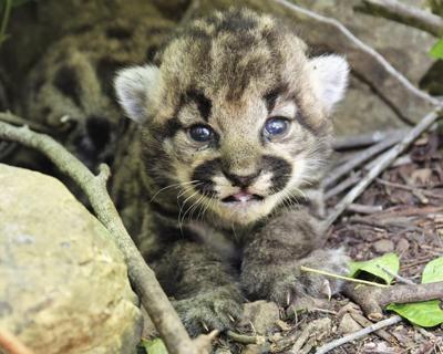 3 healthy kittens born to mountain lion tracked by biologists in wilderness near Los Angeles