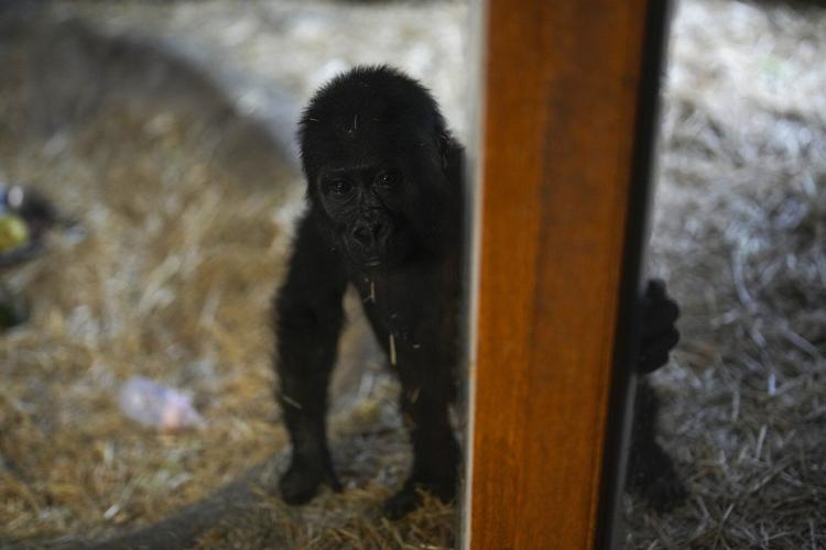 A young gorilla rescued from aircraft hold recovers at Istanbul zoo