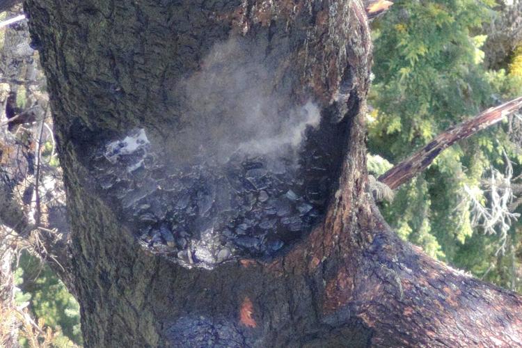 A fire is burning one of the world's tallest trees near the Oregon coast