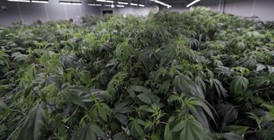 Adults can now legally possess and grow marijuana in Ohio - but there's nowhere to buy it