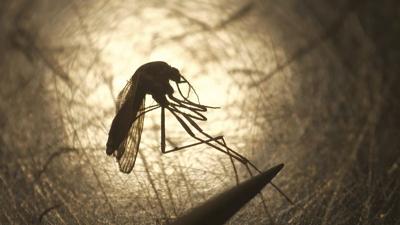 Canada has its 1st case of West Nile this year. Here's what to know about the virus