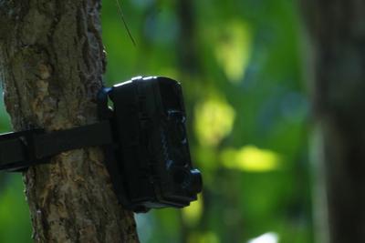 Cambodia to install hundreds of wildlife cameras in an effort to restore its tiger population