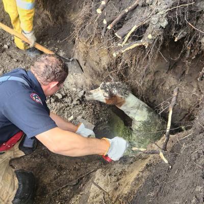 Edmonton firefighters rescue llama from three-metre-deep sinkhole