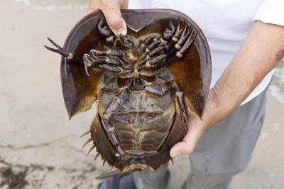 Massachusetts moves to protect horseshoe crabs during spawning