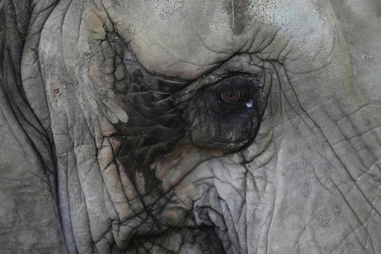 Pupy the elephant arrives at a Brazil sanctuary after 30 years in Argentine zoo