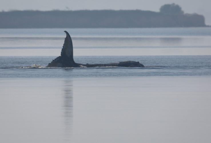 Here's what to know about Timmy, the humpback whale that's sick and stranded in the Baltic Sea
