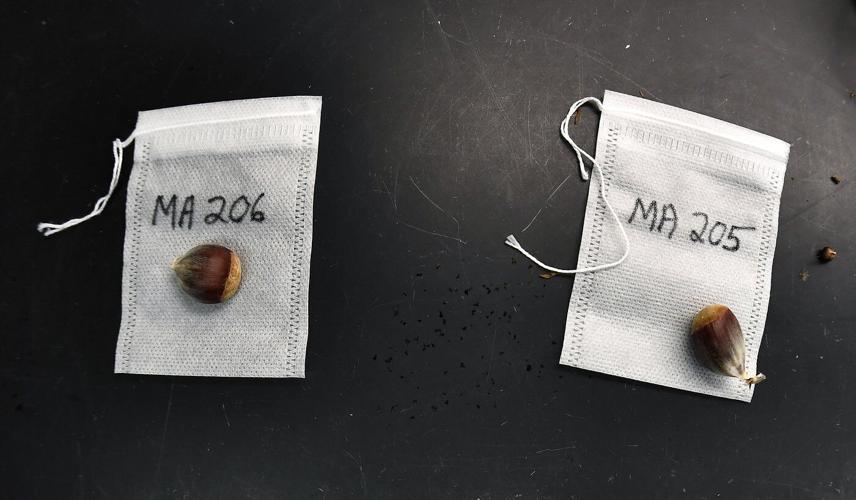 'Tis the season for roasting chestnuts. But in the US, native ones are almost gone