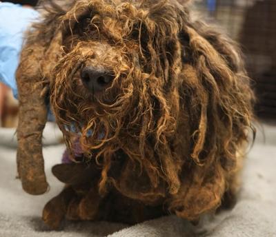 3 arrested after welfare call leads to removal of 86 dogs, girl and older woman from California home