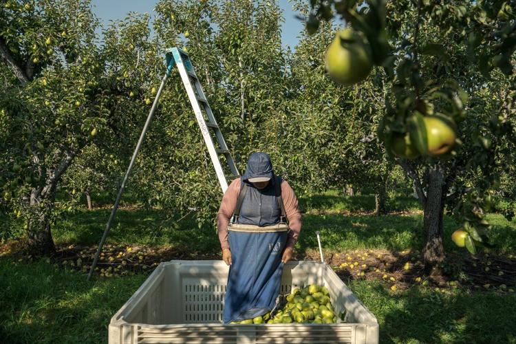 Takeaways from AP's report on the growing dangers of heat on pregnant agriculture workers