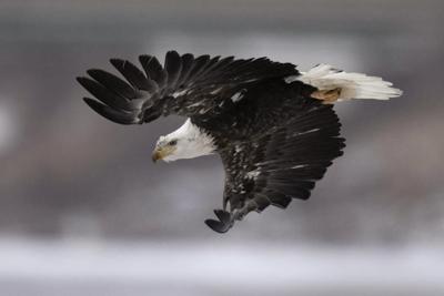 US seeks help to find out who shot 4 bald eagles in Arkansas
