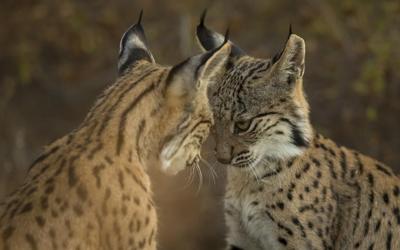 List of threatened species grows by 1,000, but conservation efforts bring hope for some animals
