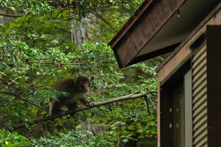In Japan's Northern Alps, residents battle monkeys to protect homes and farms