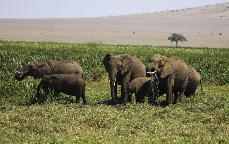 'Wildlife corridors' are encouraged to support Kenya's recovering animal populations