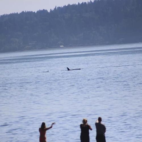 In Seattle, phones ding. Killer whales could be close