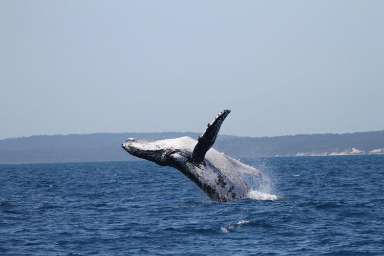 Two humpback whales set records swimming between Australia and Brazil